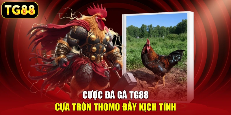 Cược đá gà TG88 cựa tròn Thomo đầy kịch tính Cược đá gà TG88 cựa tròn Thomo đầy kịch tính