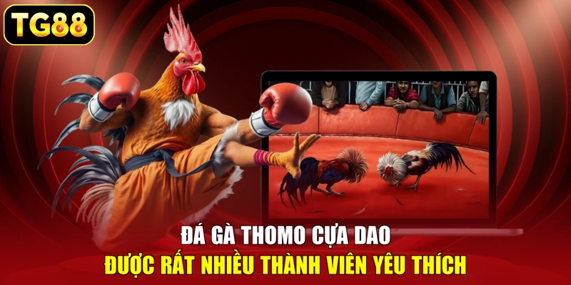 Đá gà Thomo cựa dao được rất nhiều thành viên yêu thích
